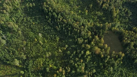 Partially cleared forest. Aerial view Stock Footage 213156605