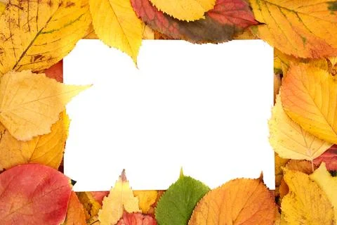 Partially covered horizontal white leaf lies against the background of yellow Stock Photos