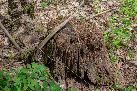Partially decay stump of the old tree in spring forest Foto stock