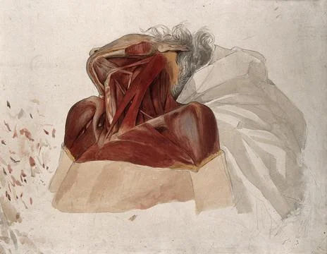 Partially dissected neck, shoulders and chest of a man, side view, showing .. Stock Illustration