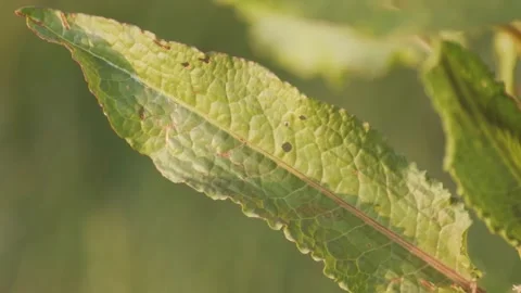 Partially Eaten Leaf Blowing in the Wind Stock Footage 152499493