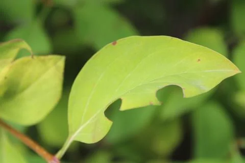 Partially Eaten Leaf Close-up Foto stock