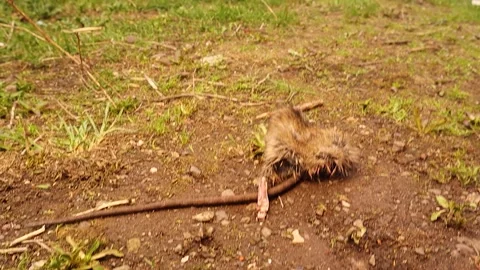 Partially Eaten Rat in Backyard After Cat Hunt – Urban Wildlife Scene Stock-Footage 333519295