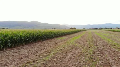 Partially harvested corn field, empty ground on right, tall ripe plants on left Stock Footage 147755051