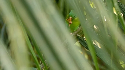 Partially hidden parrot bird with wind blowing softly through exotic palm tree Stock Footage 99006202