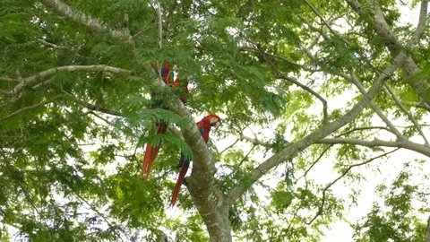 Partially hidden small group of Scarlet Macaw up in a Central America tree Stock Footage 95605302