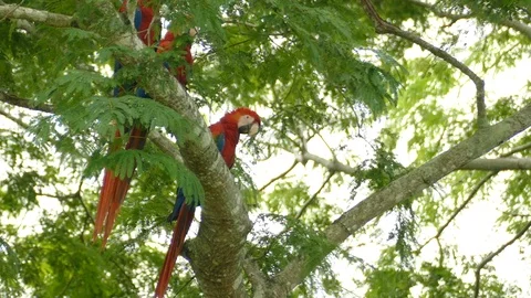 Partially hidden small group of Scarlet Macaw up in a Central America tree - Stock Footage 104122331