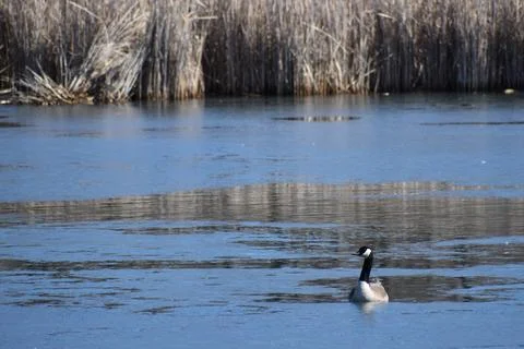 Partially ice covered pond with several Canadian Geese migrating back north o Foto stock
