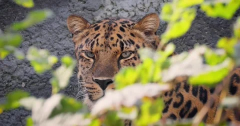 A partially obscured leopard's profile, partially hidden amidst vibrant gre.. Stock Footage 296857422