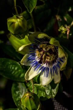 Partially Opened Passion Flower 写真素材