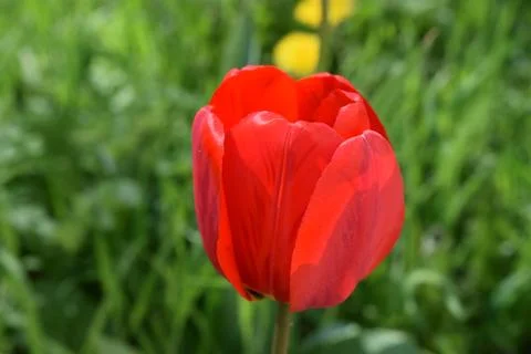 Partially Opened Tulip Close-Up Stock Photos