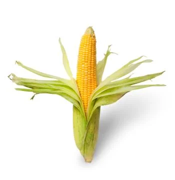 Partially peeled ear of corn Stock Photos