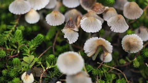Partially shaded large group of tiny Ink cap mushrooms Coprinellus disseminatus  Stockbeeldmateriaal 329109394