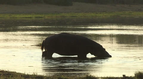 Partially submerged hippo walking through water Stock Footage 46374101