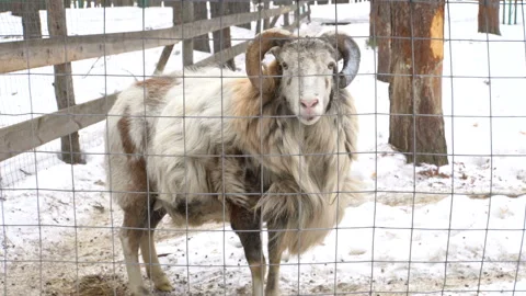 Partially trimmed light sheep behind the fence 4K Stock Footage 103773953