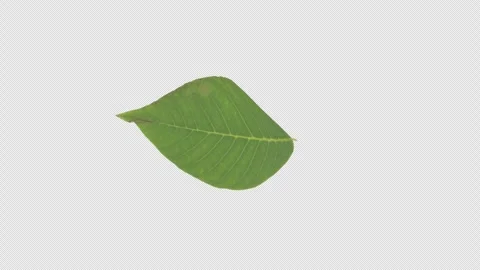 A particle animation featuring green leaves rotating in a 3D loop Stock Footage 342393547