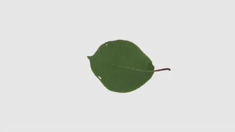 A particle animation featuring green leaves rotating in a 3D loop Stock Footage 342393551