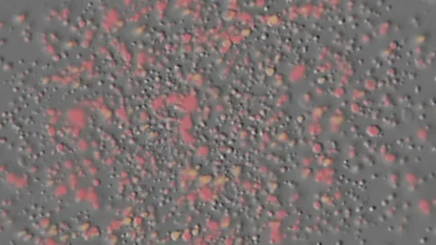 Particle anination Stock Footage 259124471