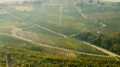 Particles on the air over vineyard Stock Footage 66458014