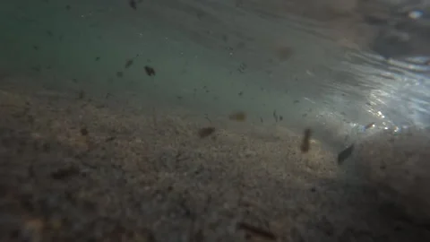 Particles and debris floating in murky water above a sandy seafloor, capturing Stock Footage 339813663