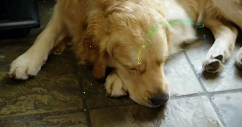 Particles appearing at muzzle swirling drifting across sleeping golden retriever Stock-Footage 330339181