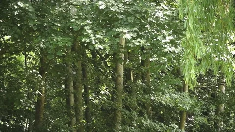 Particles blowing in the wind Video stock 76368122