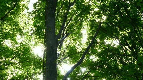 Particles of dust and smoke through the crowns of the trees.  Stock Footage 89798987