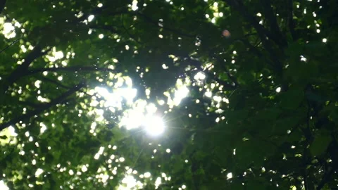 Particles of dust through the crowns of the trees. Slow motion 100fps.  Stock Footage 89810156