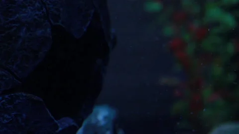 Particles in empty fish tank, moving water in fish tank Stock Footage 165966456