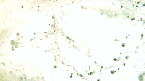 Particles in liquid environment Video stock 10878690