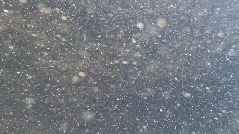 Particles in motion Stock Footage 308671636