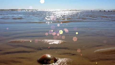 Particles Overlays Stock After Effects