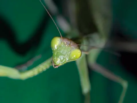 Particular of a green mantis Foto stock