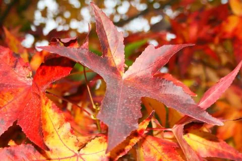 Particular of a maple leaf Stock Photos