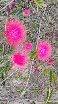 Particularly Calliandra haematocephala. Stock Photos
