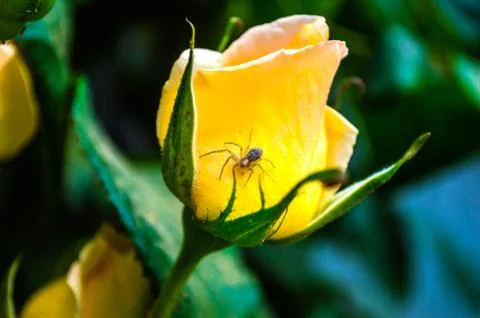 Parting Stock Photos