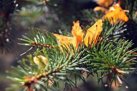 Parting Stock Photos