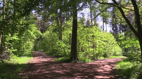 Parting of the ways on a sunny forest path 스톡 동영상 107927619