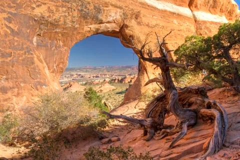 Partition Arch and walking juniper tree Foto stock