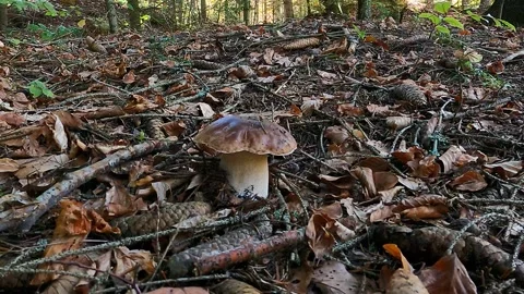 Partly cleaning and picking up of young, nice specimen of Porcini mushroom Stock Footage 295322484