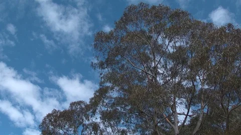 Partly cloudy sky view through tree branches dolly shot -4 Vídeo Stock 90473040