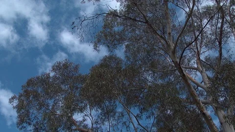 Partly cloudy sky view through tree branches dolly shot -1 Stock Footage 90473057