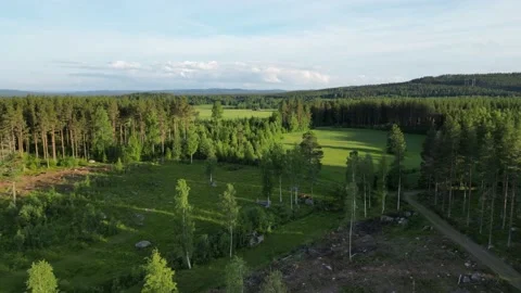 Partly Cut Down Forest And Fields During Summer With Dirt Road And Blue Skies Stock Footage 232932975