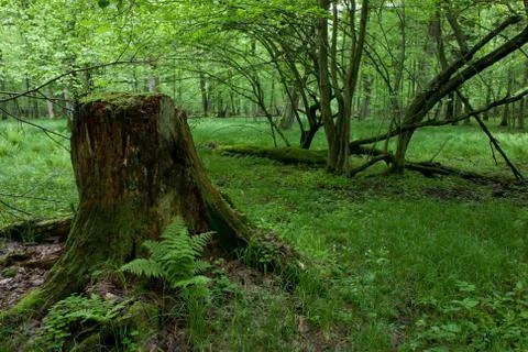 Partly declined stump in front of deciduous trees Foto stock