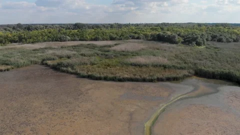 Partly dried flood plain overgrown with reeds and other wetland plants Stock-Footage 236963679
