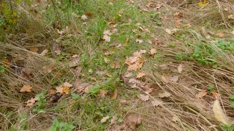 Partly dry forest grass cover in overcast weather Stock Footage 221620531