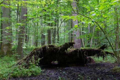 Partly wind fall over spruce tree in summer Foto stock