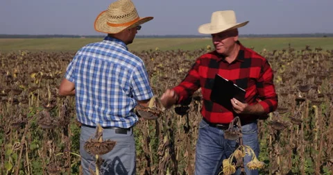 Partner Farmers Notes Quantity Quality Sunflower Harvest Business Planning Video stock 58116645