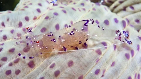 Partner shrimp in a anemone ANIMATED STILL PHOTO Stock Footage 80723211