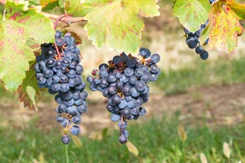 Partner in the vineyard Foto stock